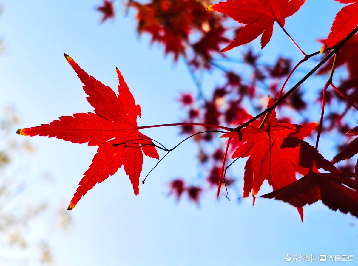 冬日枫树叶，五彩斑斓景致绝美