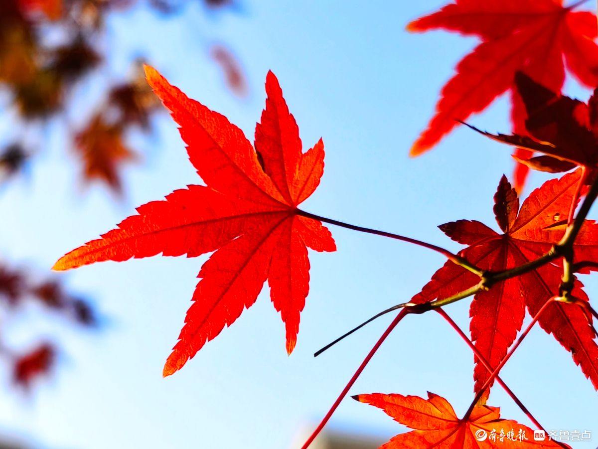 冬日枫树叶，五彩斑斓景致绝美