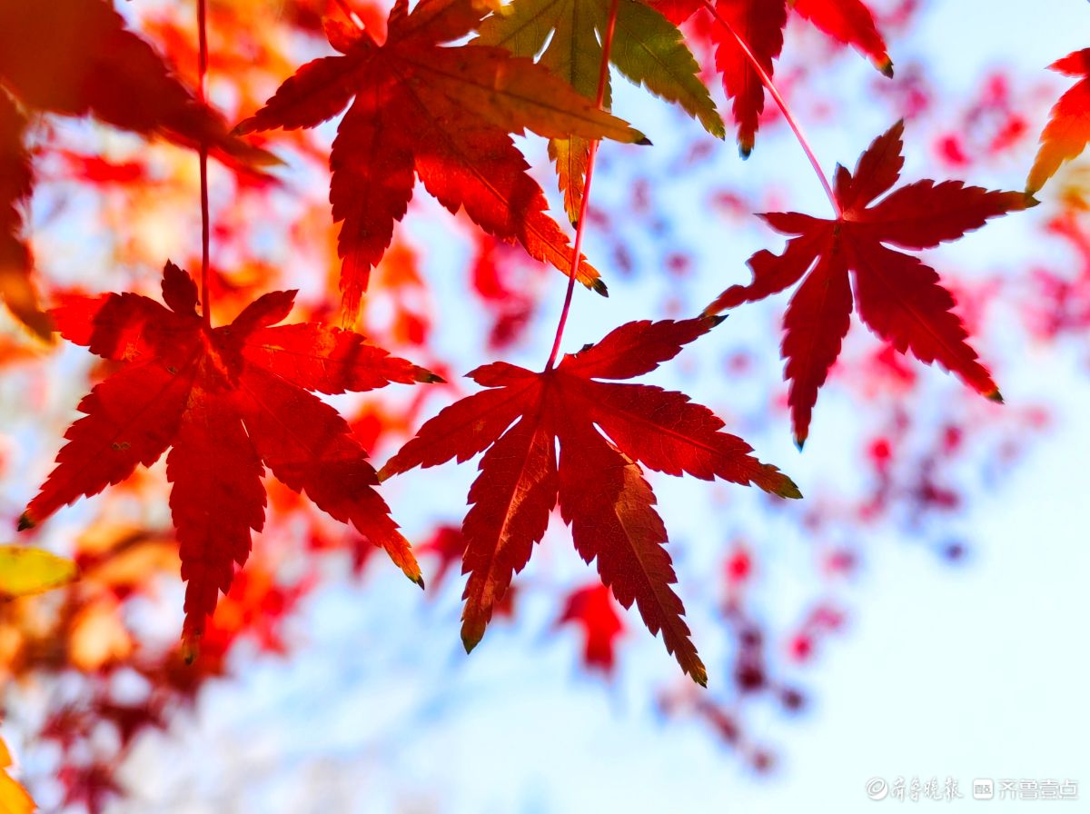 冬日枫树叶，五彩斑斓景致绝美