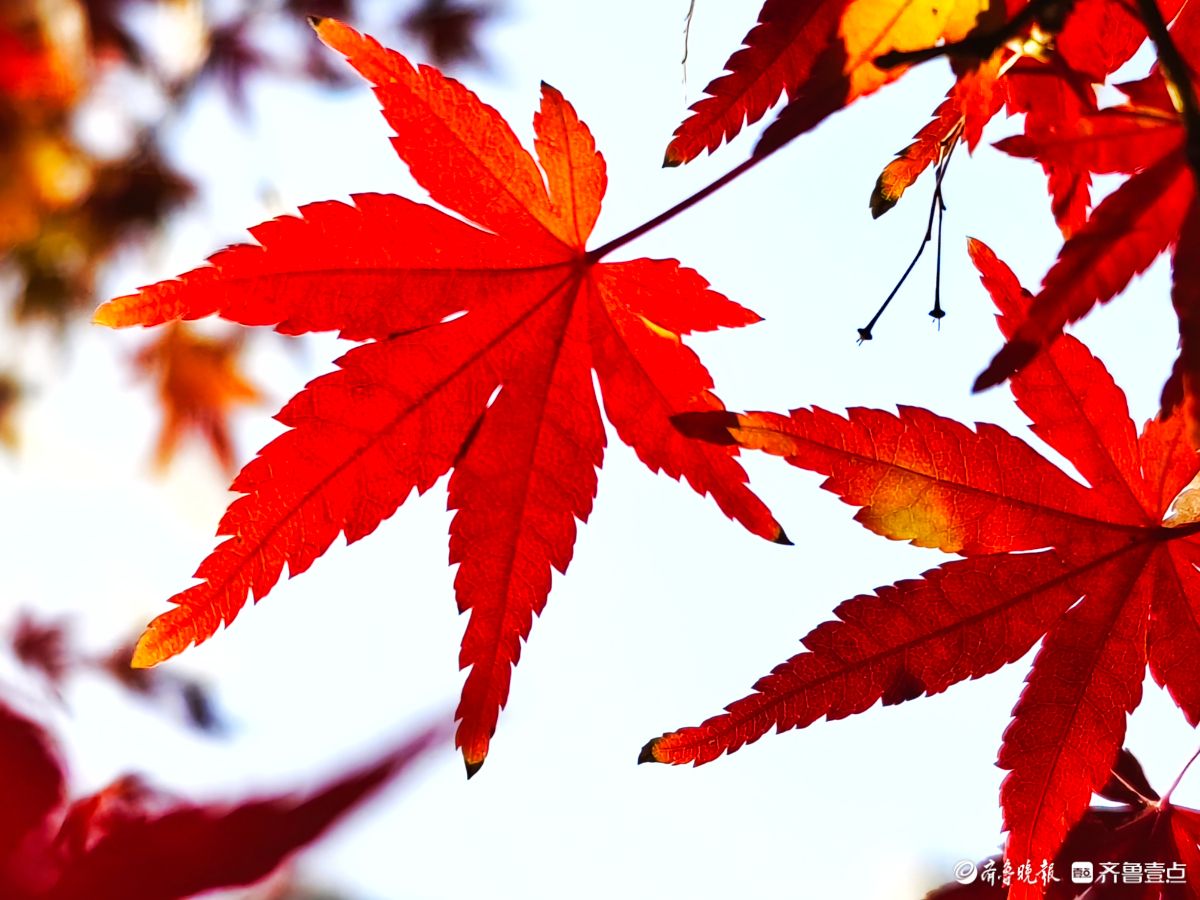 冬日枫树叶，五彩斑斓景致绝美