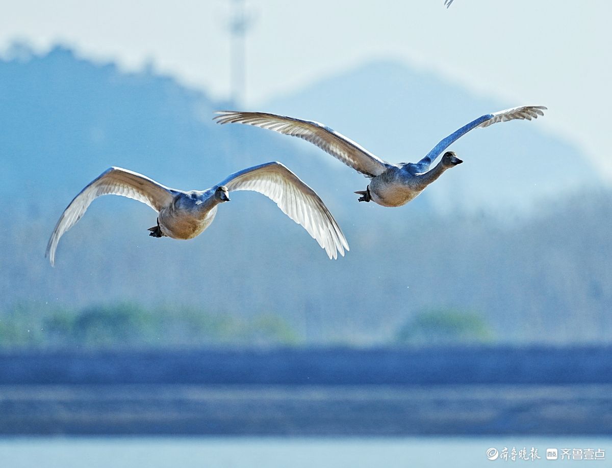济南鹊山水库沉沙池，天鹅低空飞行