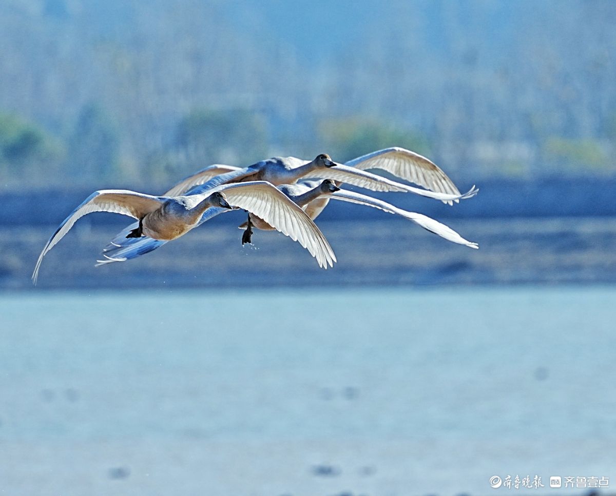 济南鹊山水库沉沙池，天鹅低空飞行