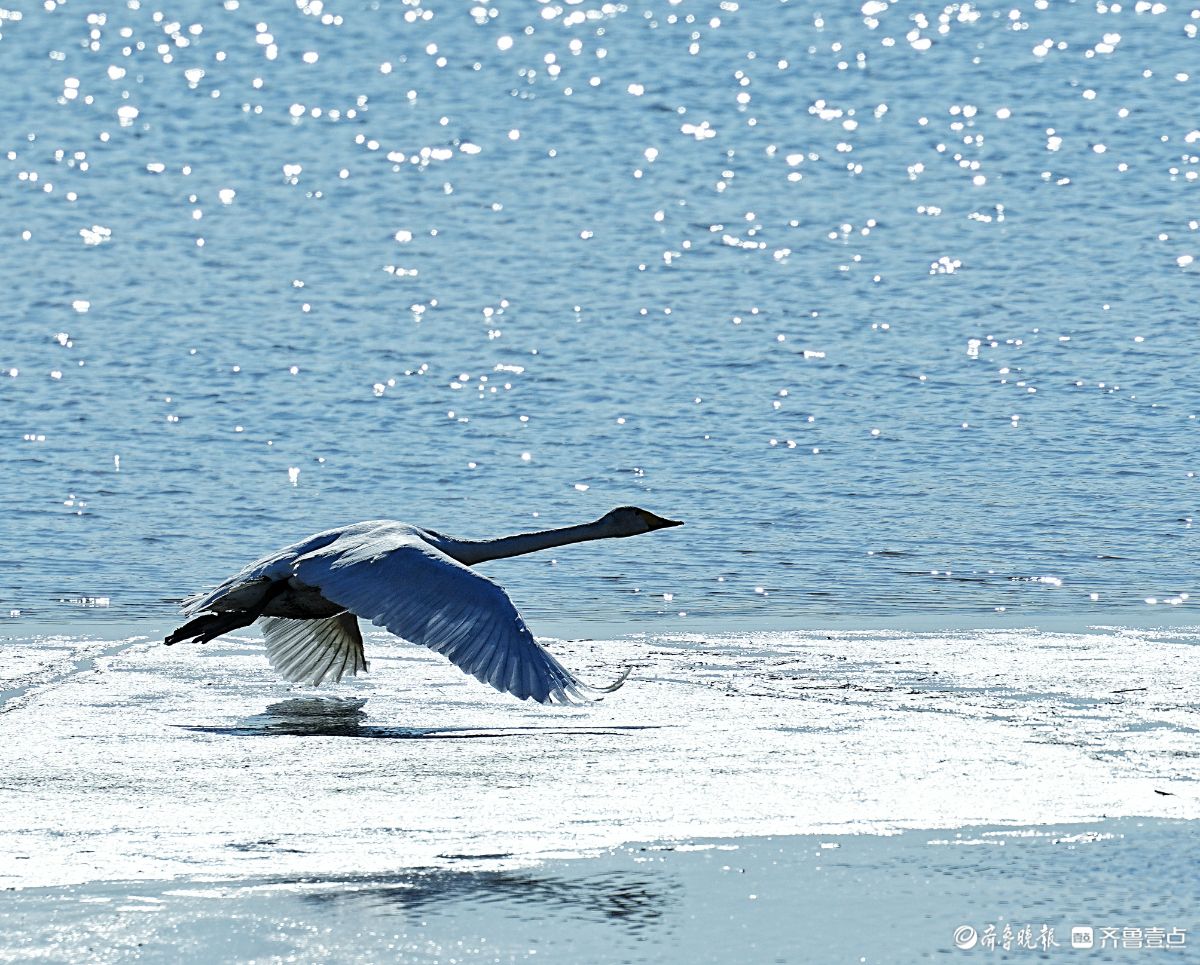 济南鹊山水库沉沙池，天鹅低空飞行