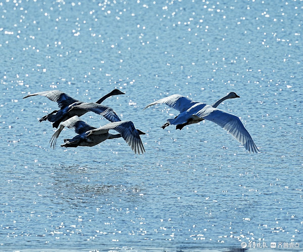 济南鹊山水库沉沙池，天鹅低空飞行