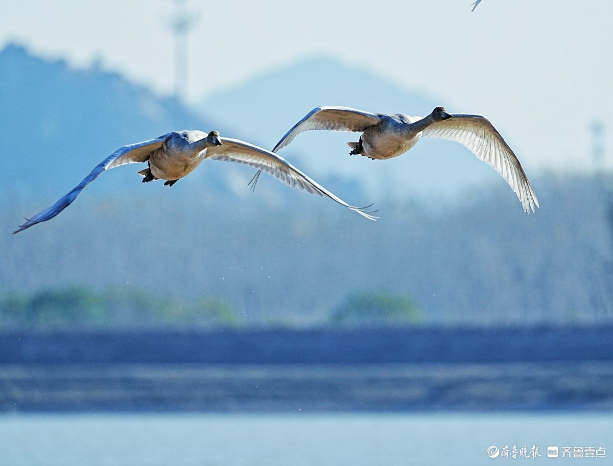 济南鹊山水库沉沙池，天鹅低空飞行
