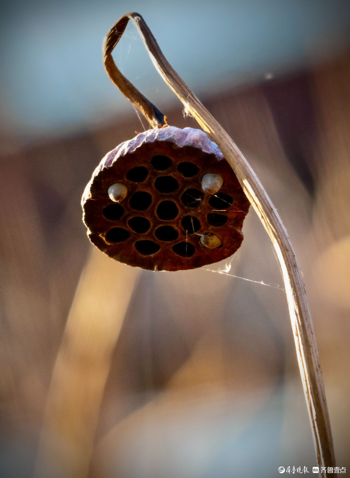 大明湖的残荷别样美