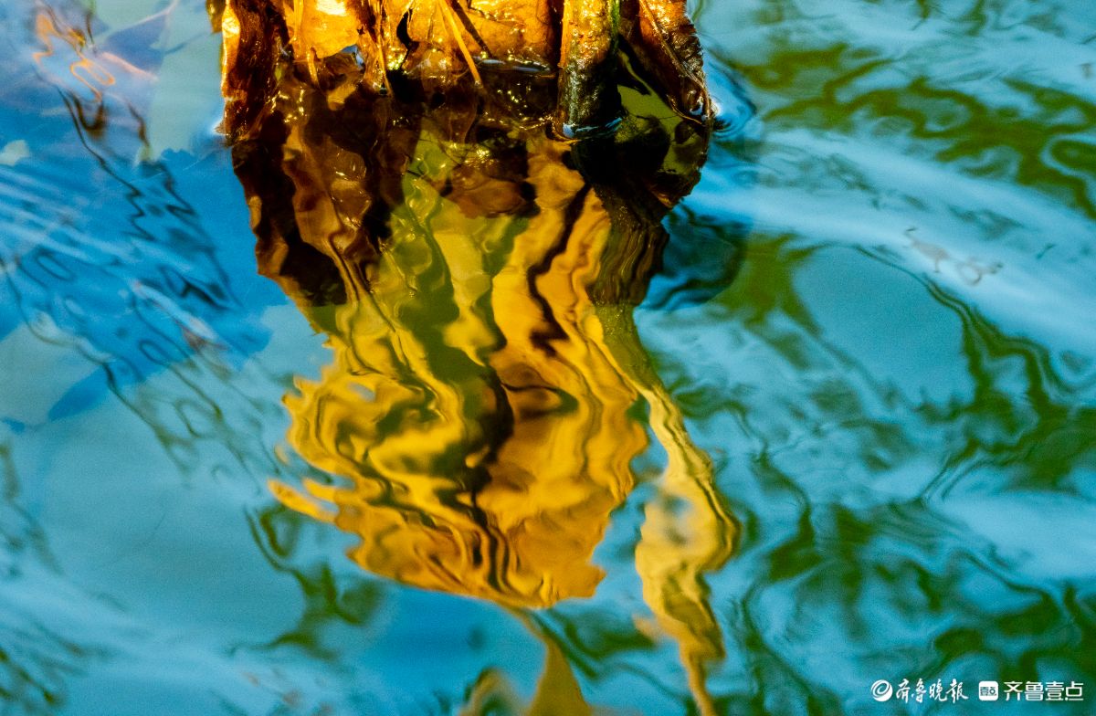 大明湖的残荷别样美