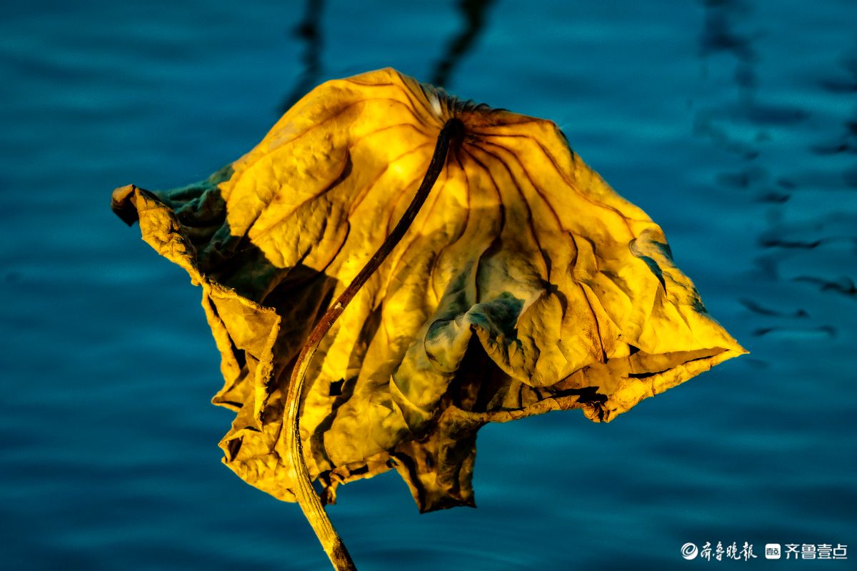 大明湖的残荷别样美