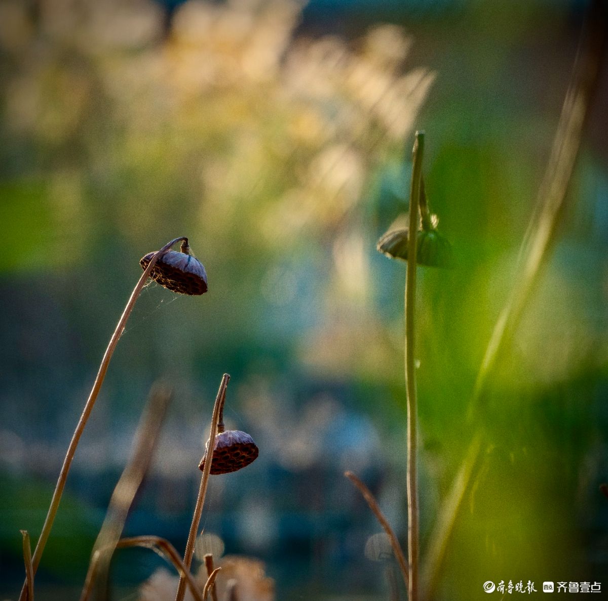 大明湖的残荷别样美