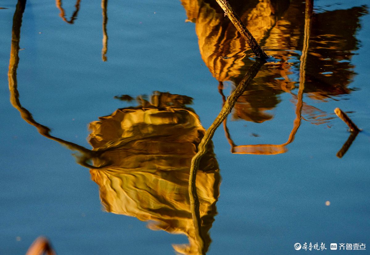 大明湖的残荷别样美