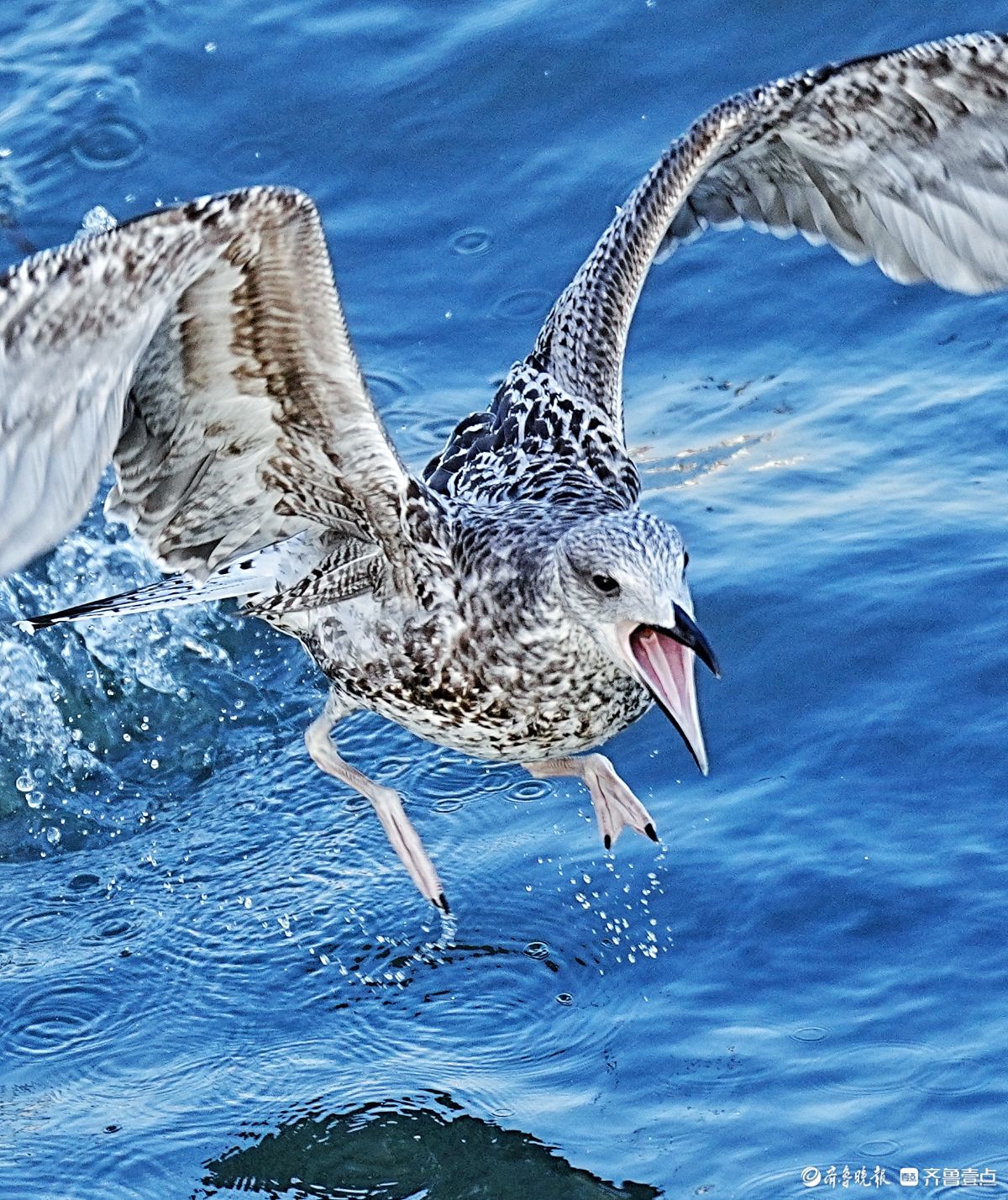青岛栈桥上的黑尾鸥