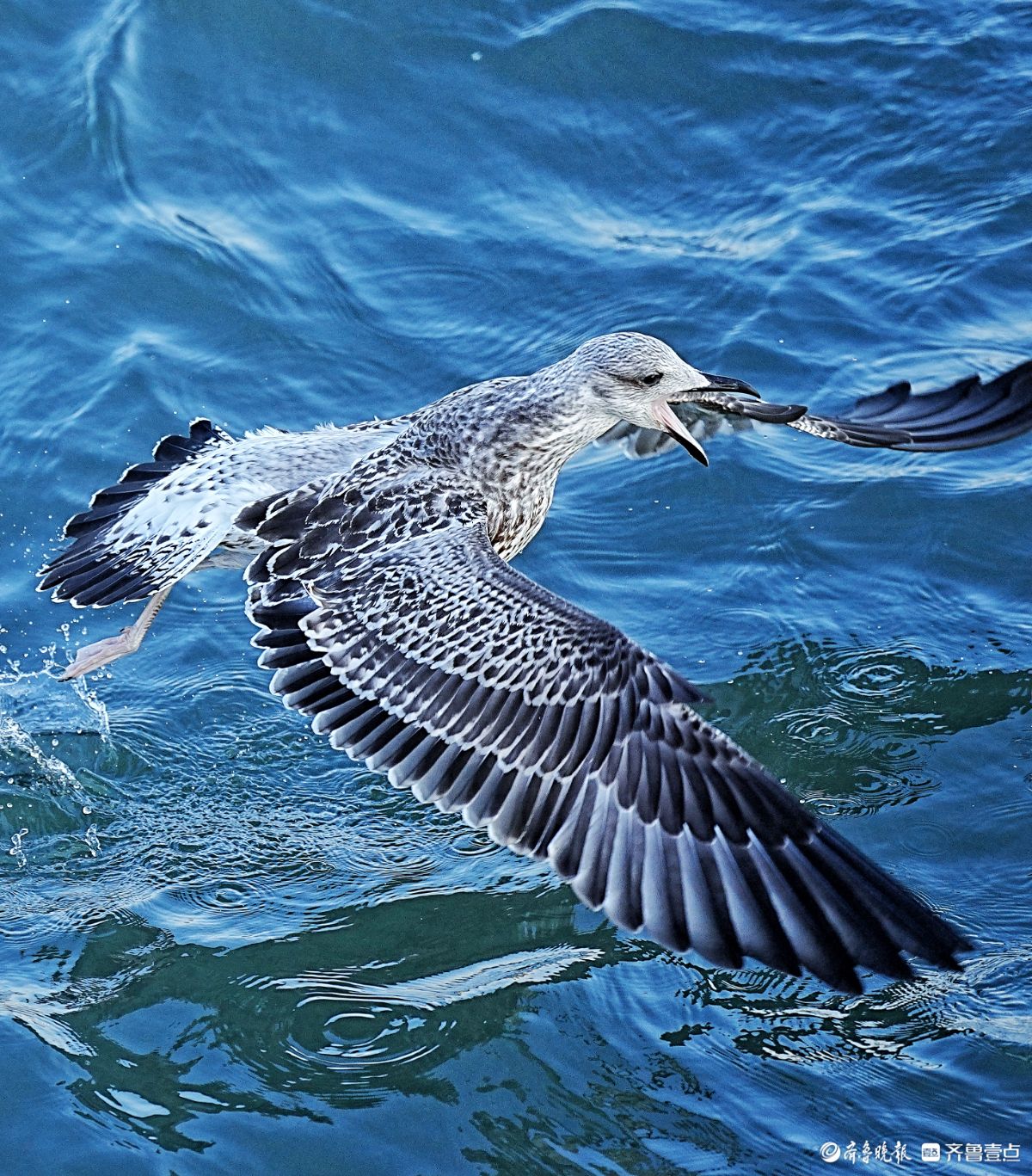 青岛栈桥上的黑尾鸥