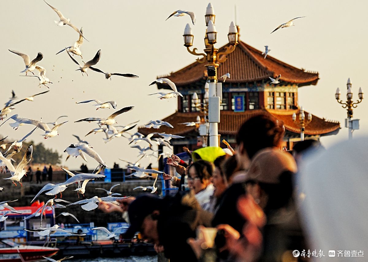 冬日的青岛栈桥，海鸥漫天飞舞