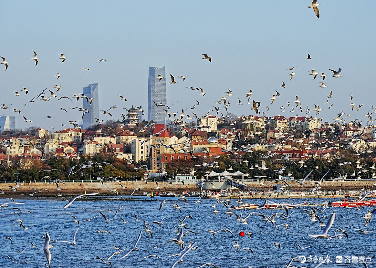 冬日的青岛栈桥，海鸥漫天飞舞
