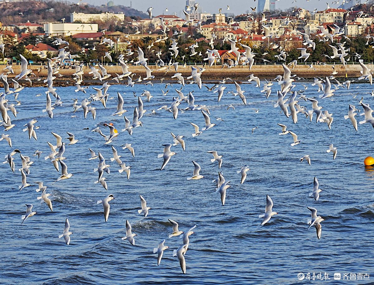 冬日的青岛栈桥，海鸥漫天飞舞