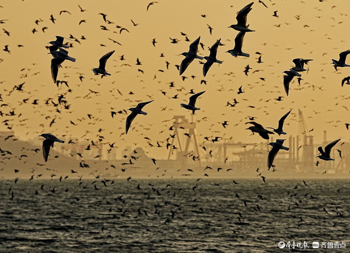 冬日的青岛栈桥，海鸥漫天飞舞