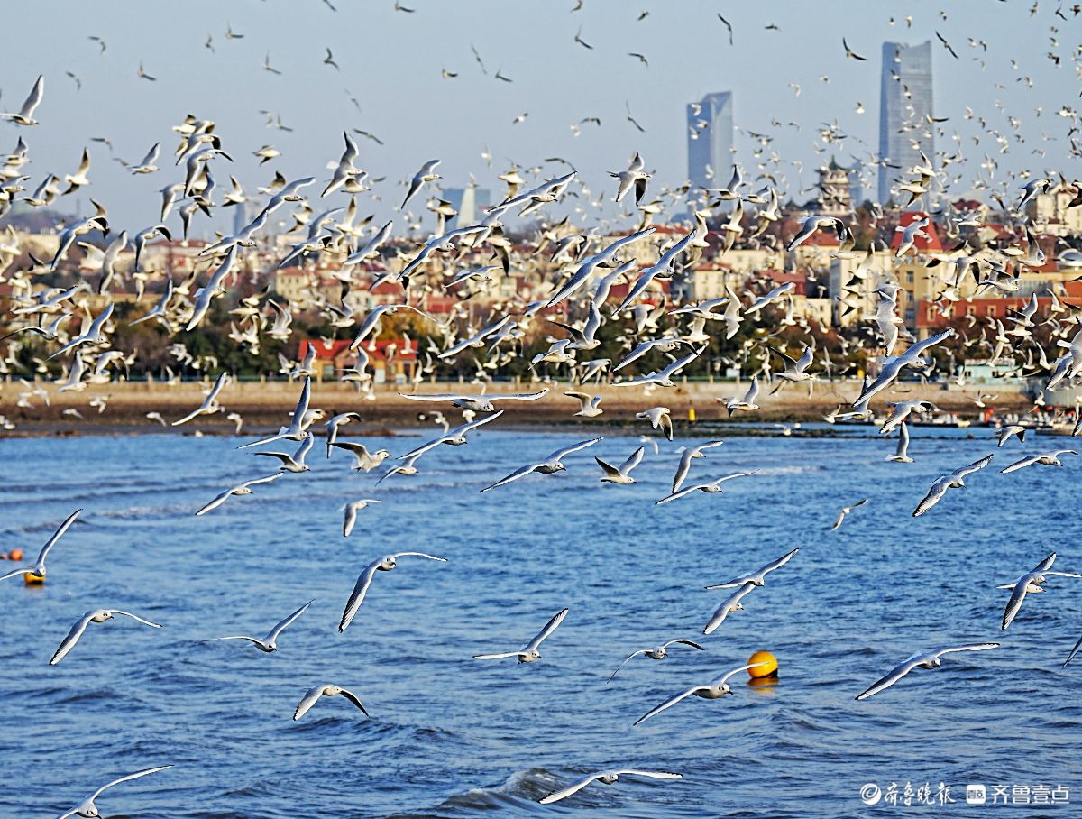 冬日的青岛栈桥，海鸥漫天飞舞