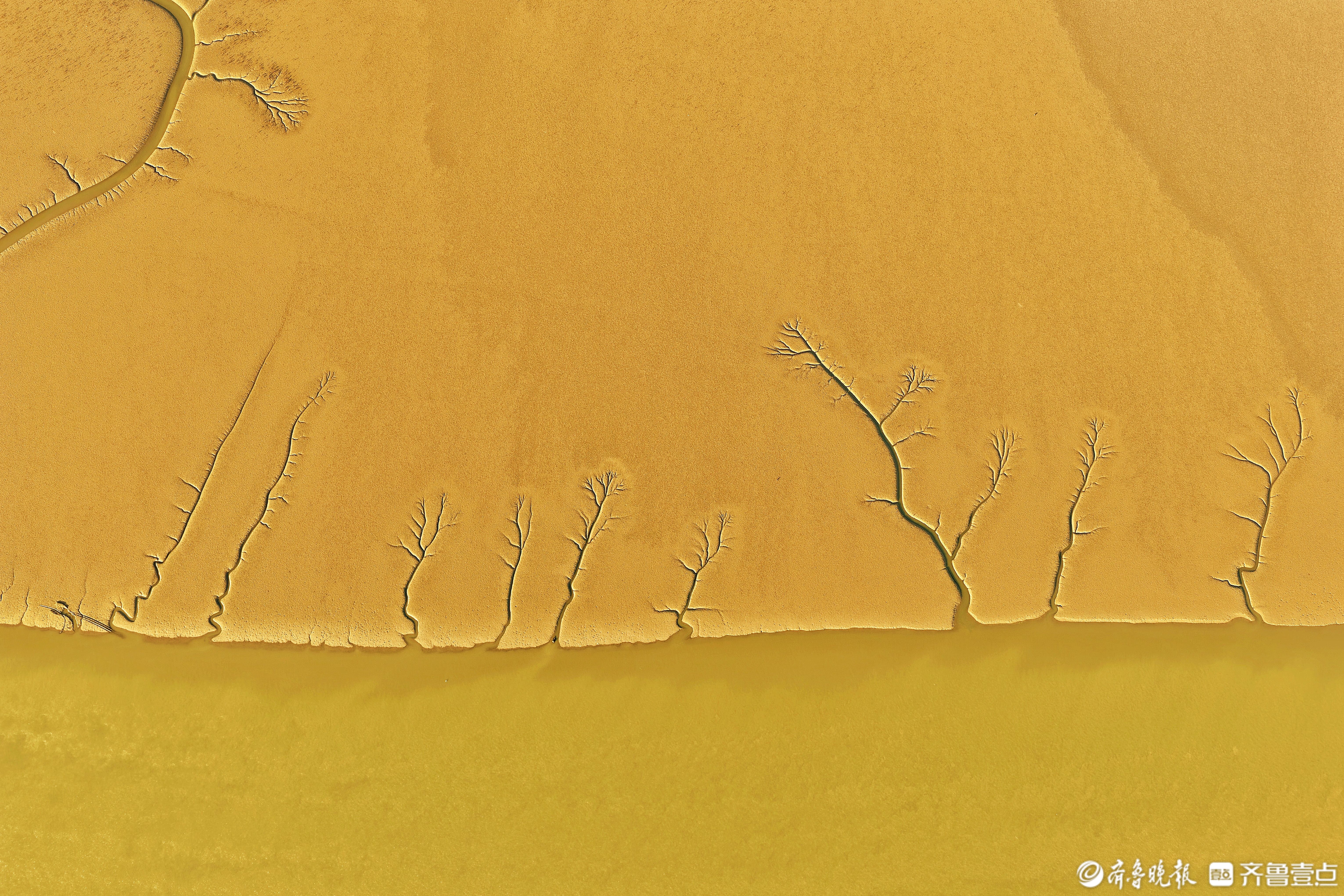 东营黄河湿地，潮汐树苗