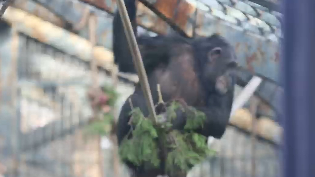 果然视频|动物视界（466）济南动物园的黑猩猩