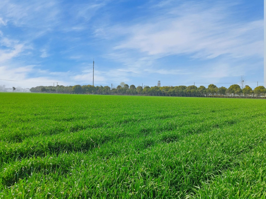 我国粮食主产区秋冬种基本结束，田间管理正有序展开