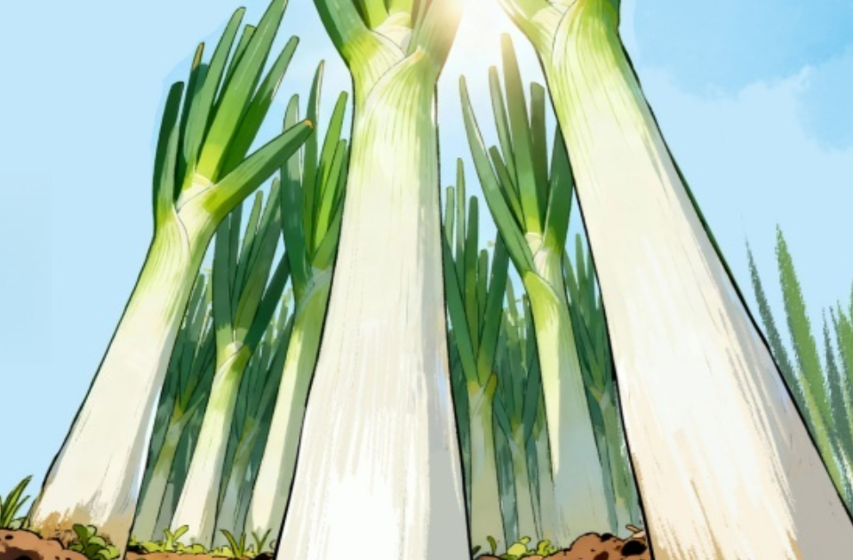 图说田间事儿｜章丘大葱，一棵有根基的从容实力派