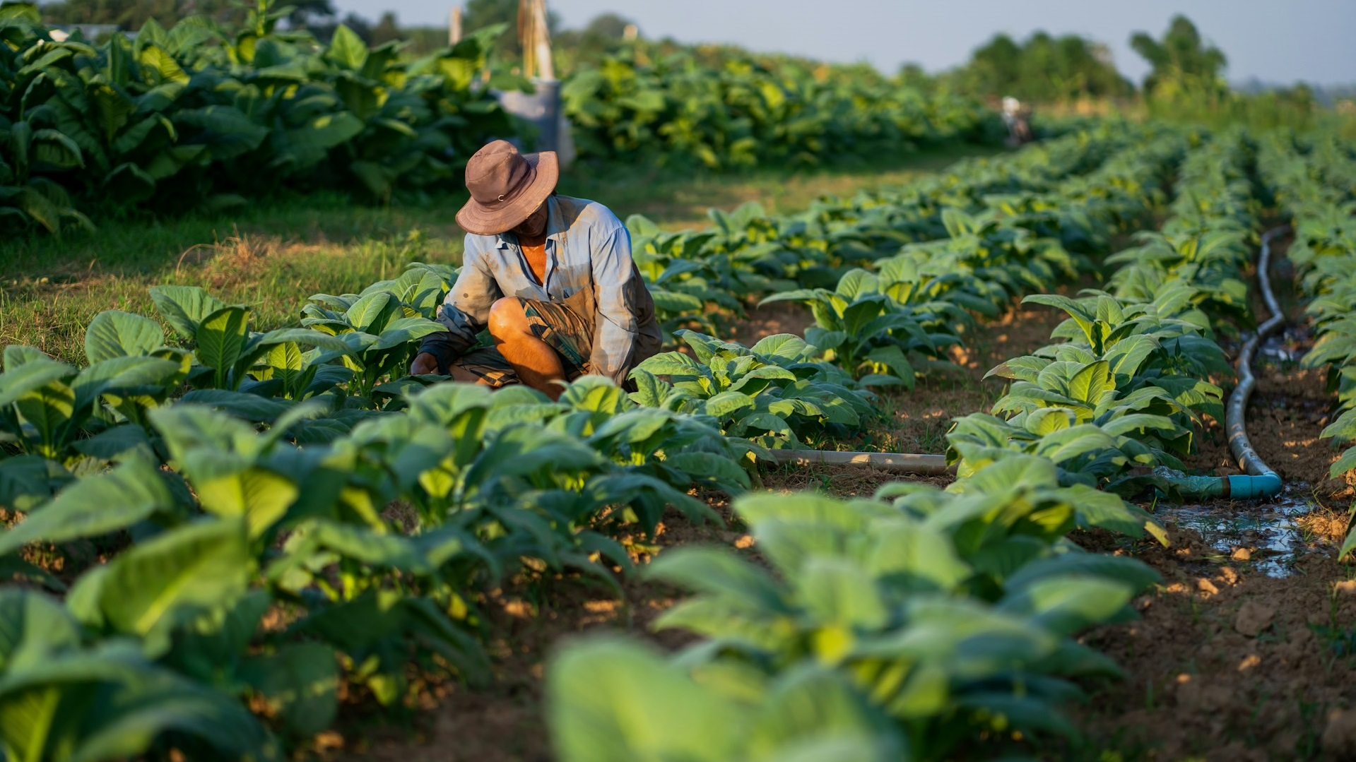 中国首次成为巴西最大的化肥供应国