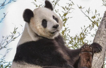 欢迎回家！旅比大熊猫“好好”今日平安抵达成都