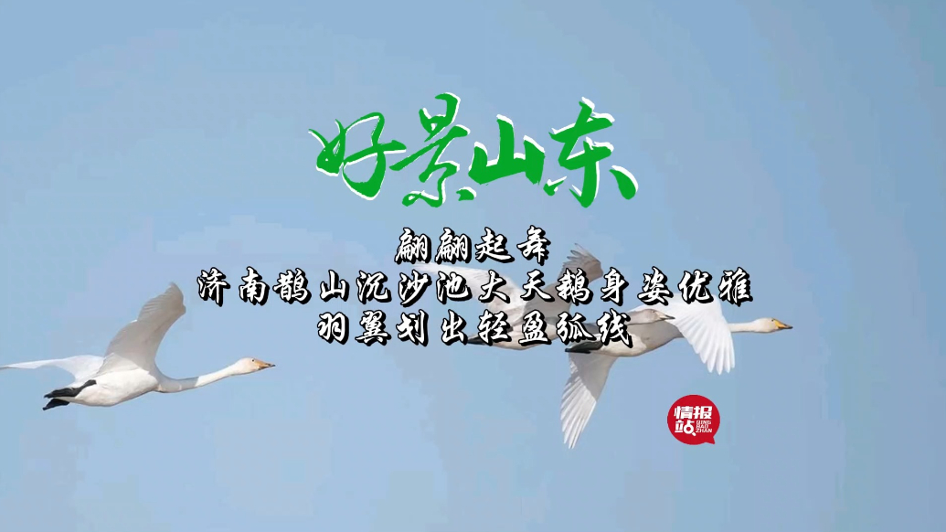 果然视频·好景山东|济南鹊山沉沙池大天鹅翩跹，尽显优雅身姿