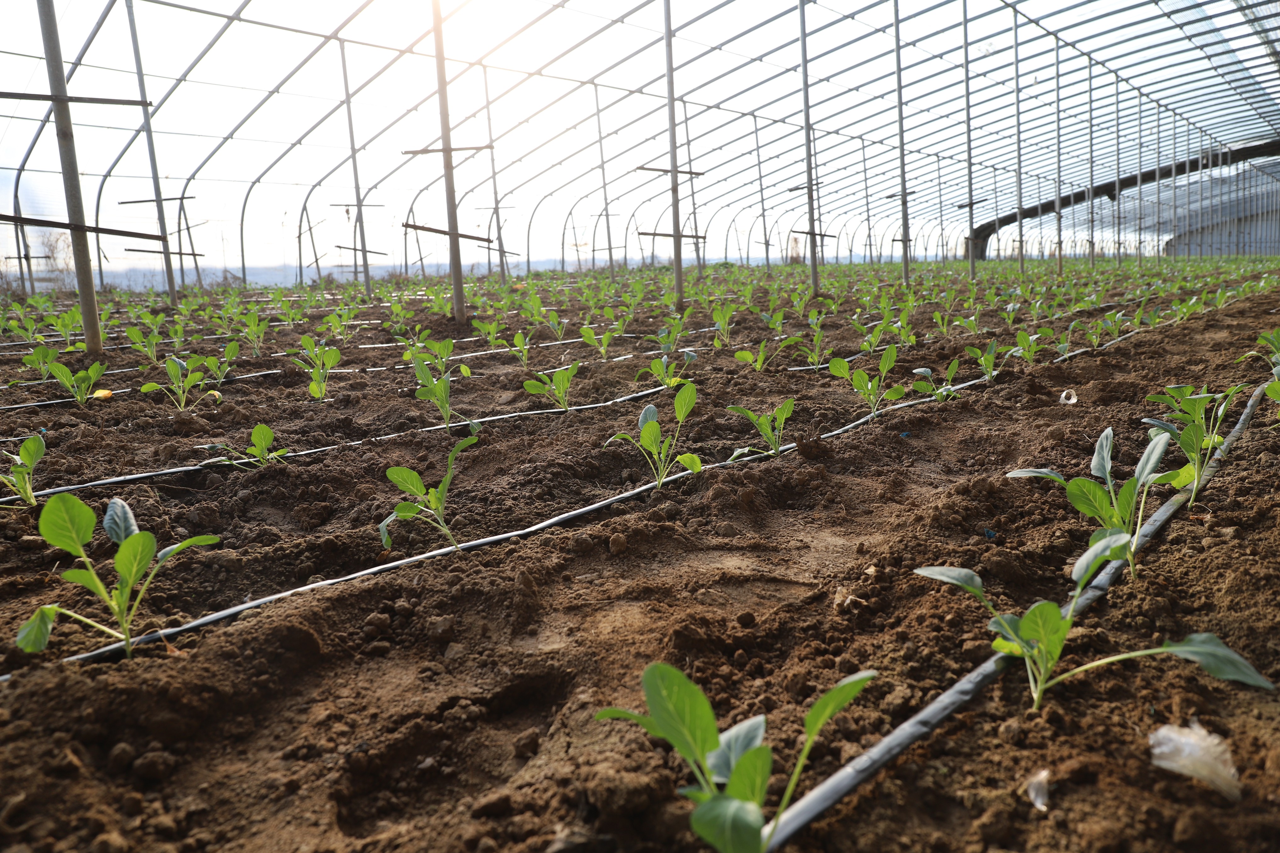 曲阜：田间建起“致富棚” 绿色产业铺就振兴路