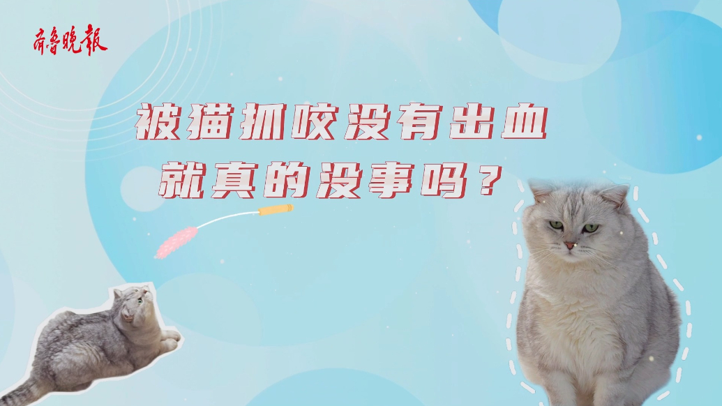 警惕“喵星人”的“可爱一爪”！猫抓病要当心，第一件事要这样做