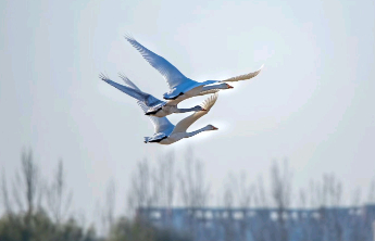 壹点日历12.5|你照亮别人的路，别人也会照亮你的光！早安