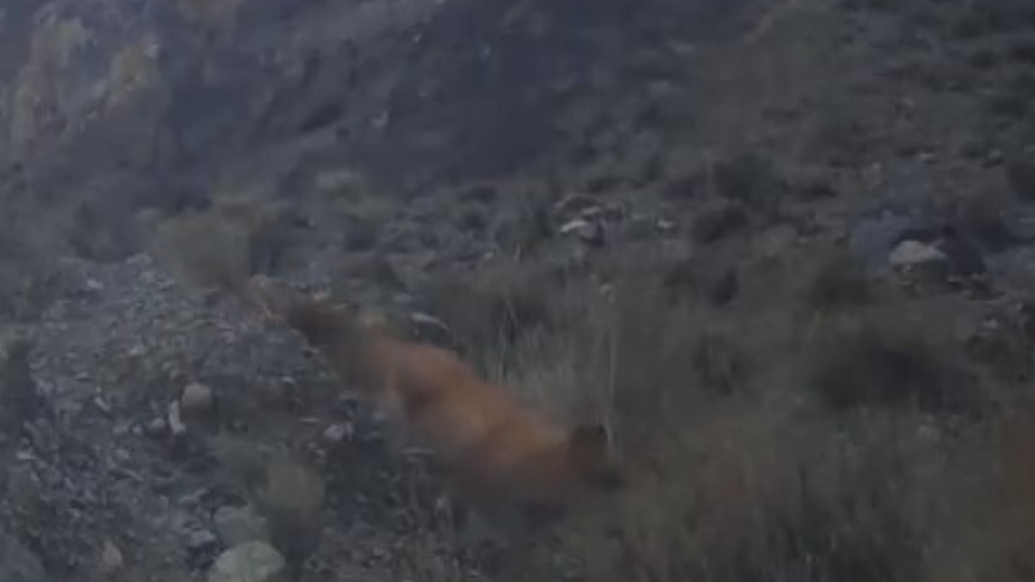 青海德令哈首次发现国家一级保护动物——豺