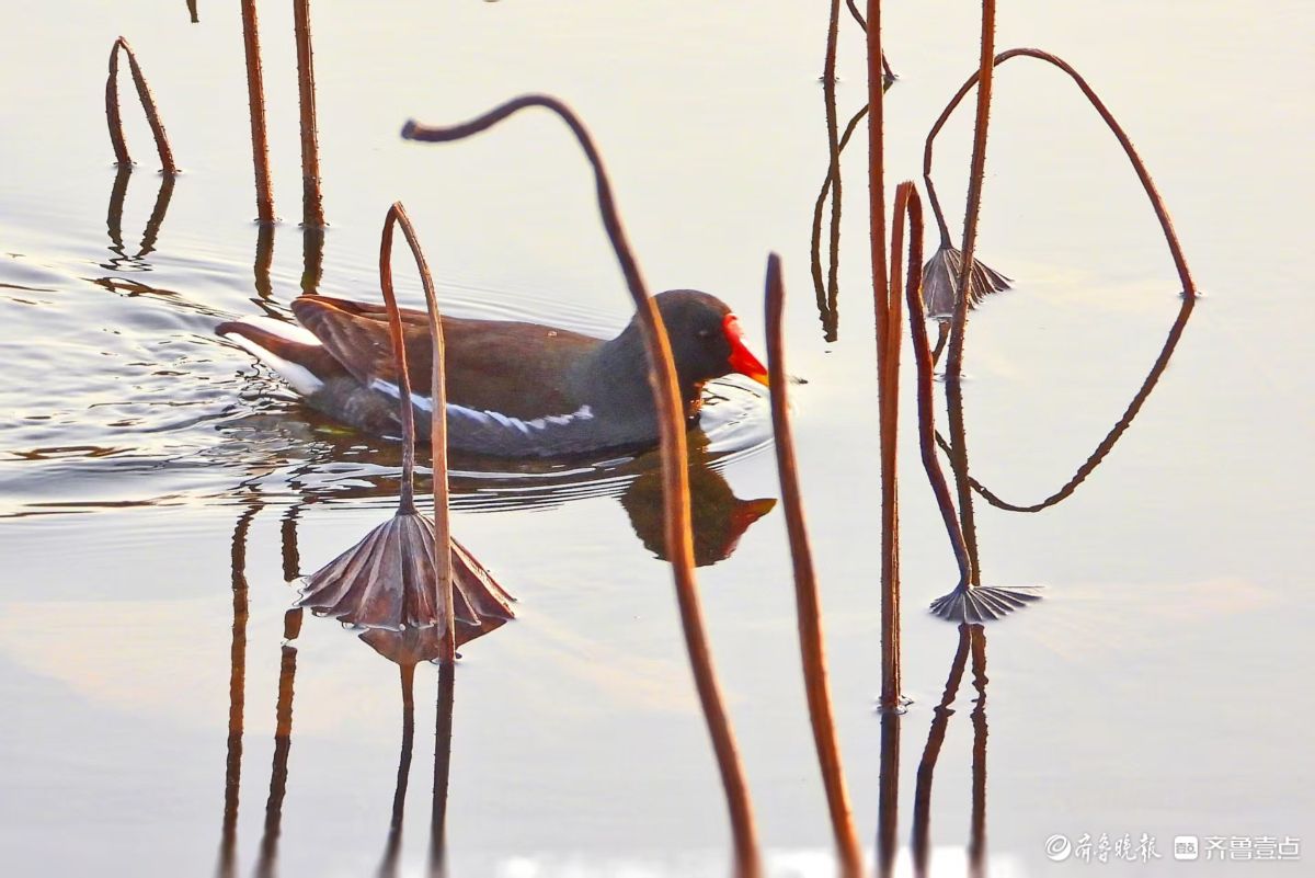 残荷下的黑水鸡