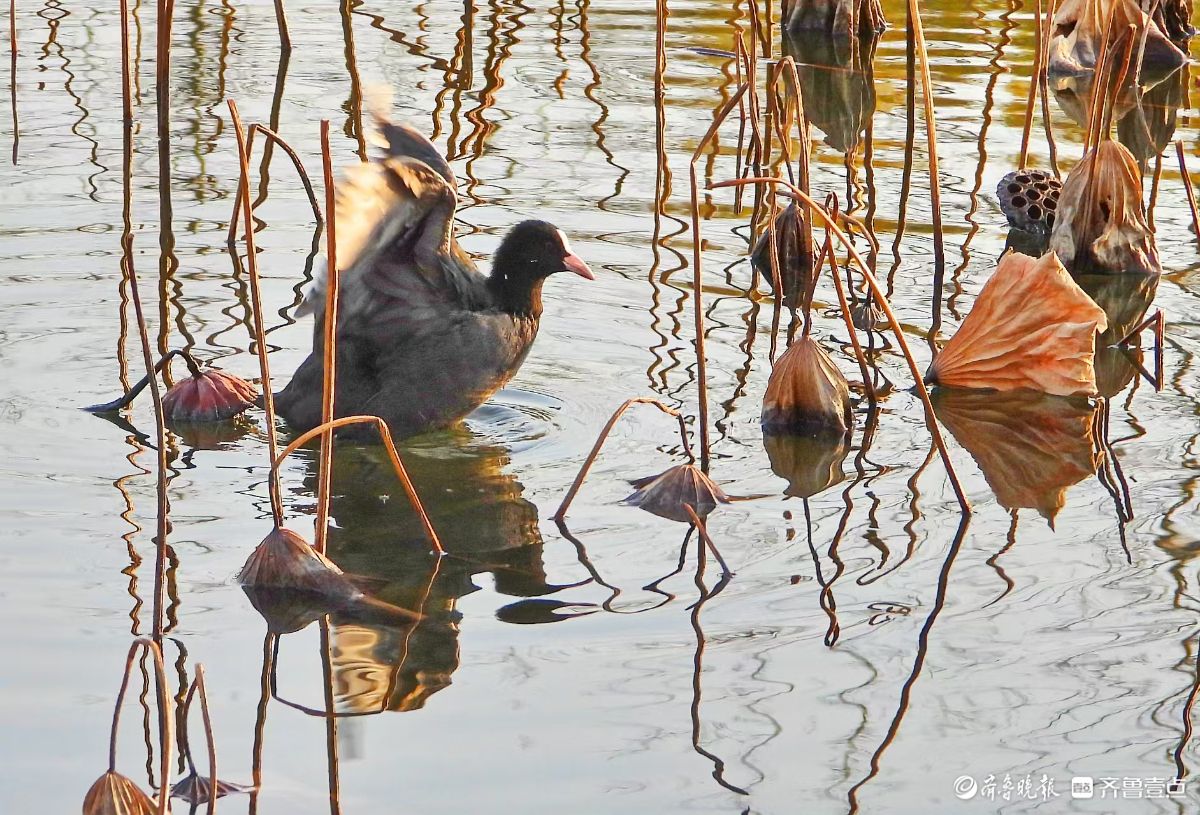 残荷下的黑水鸡