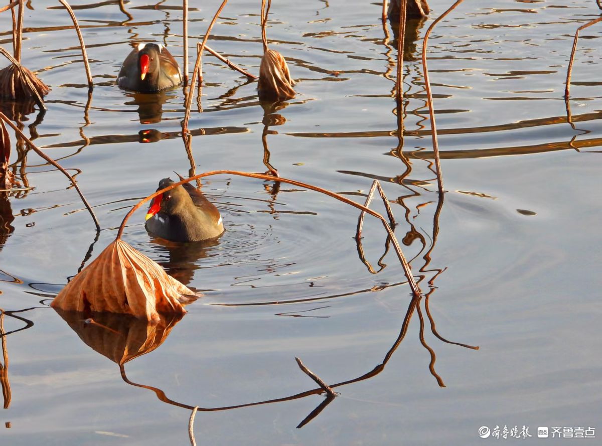 残荷下的黑水鸡