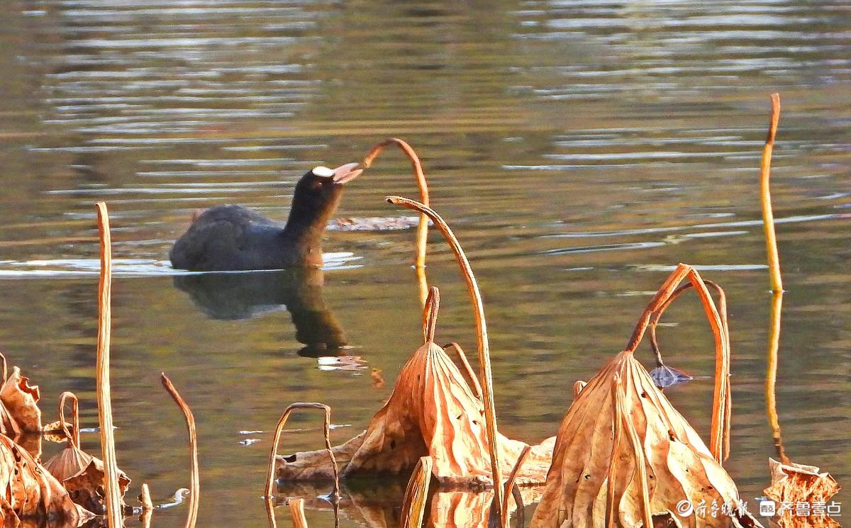 残荷下的黑水鸡