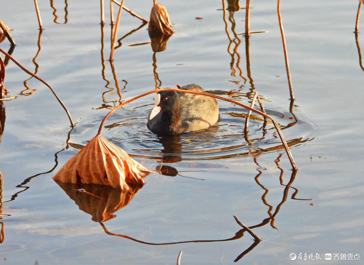 残荷下的黑水鸡
