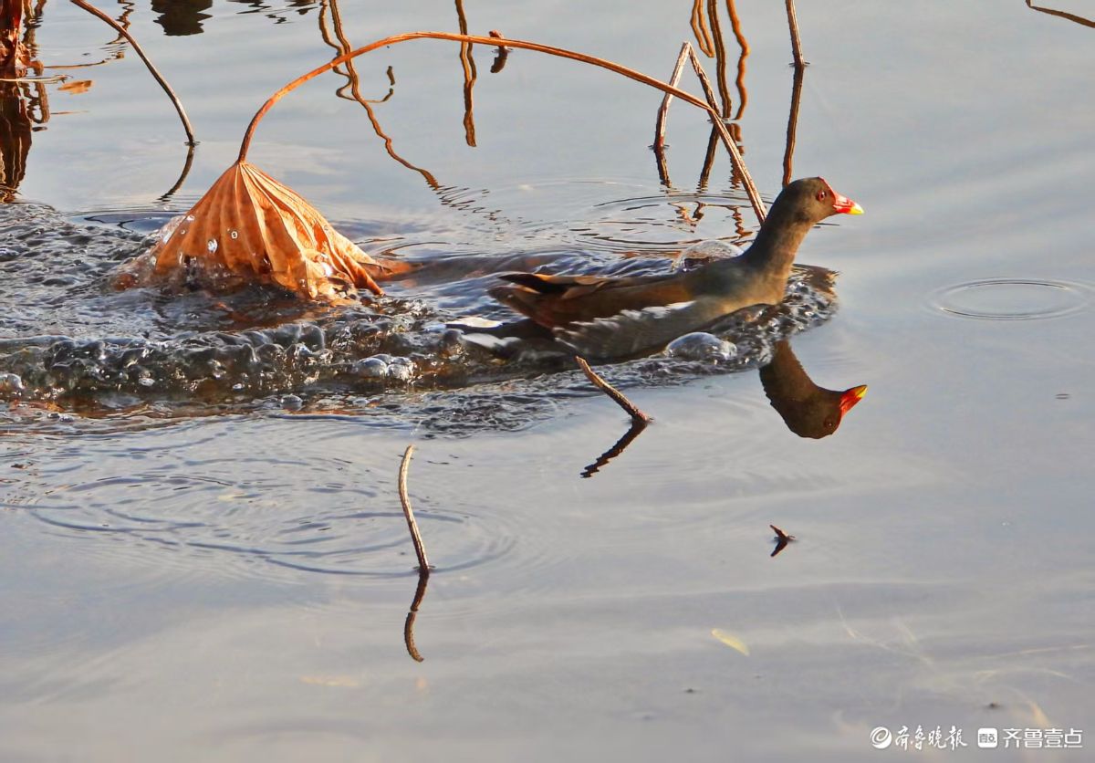 残荷下的黑水鸡