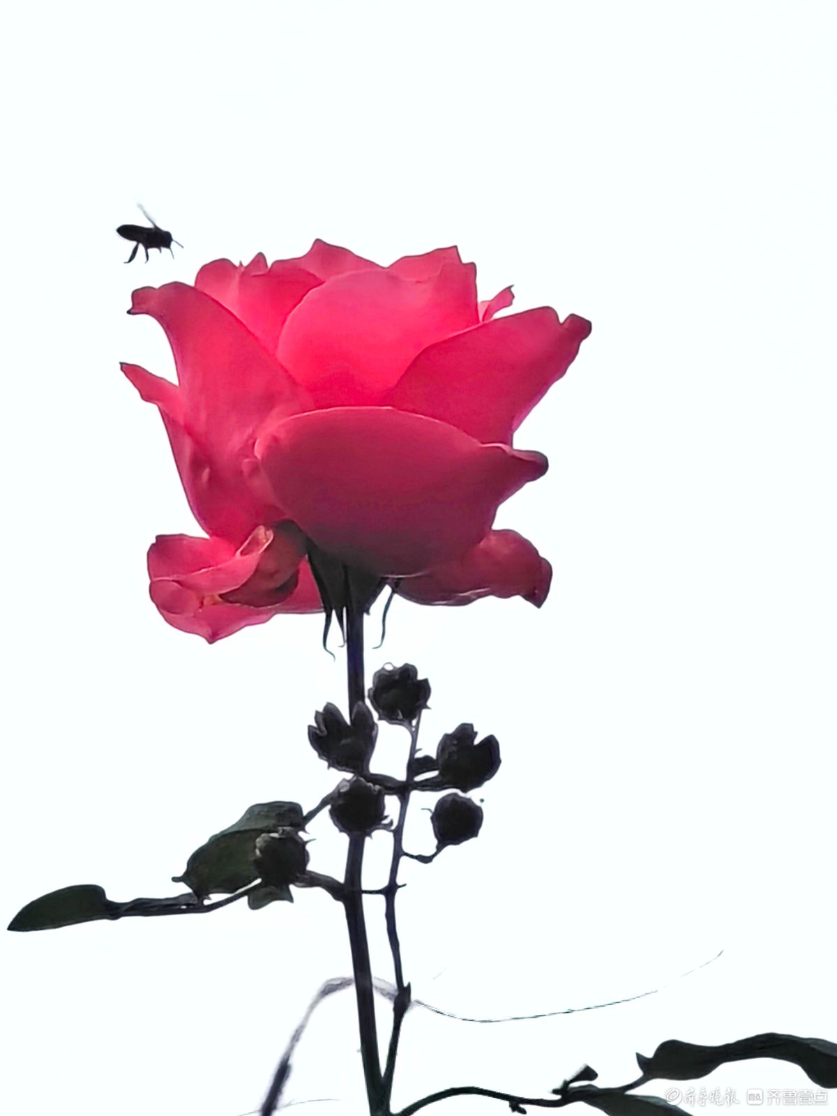 冬日里，倔强的月季傲霜绽放