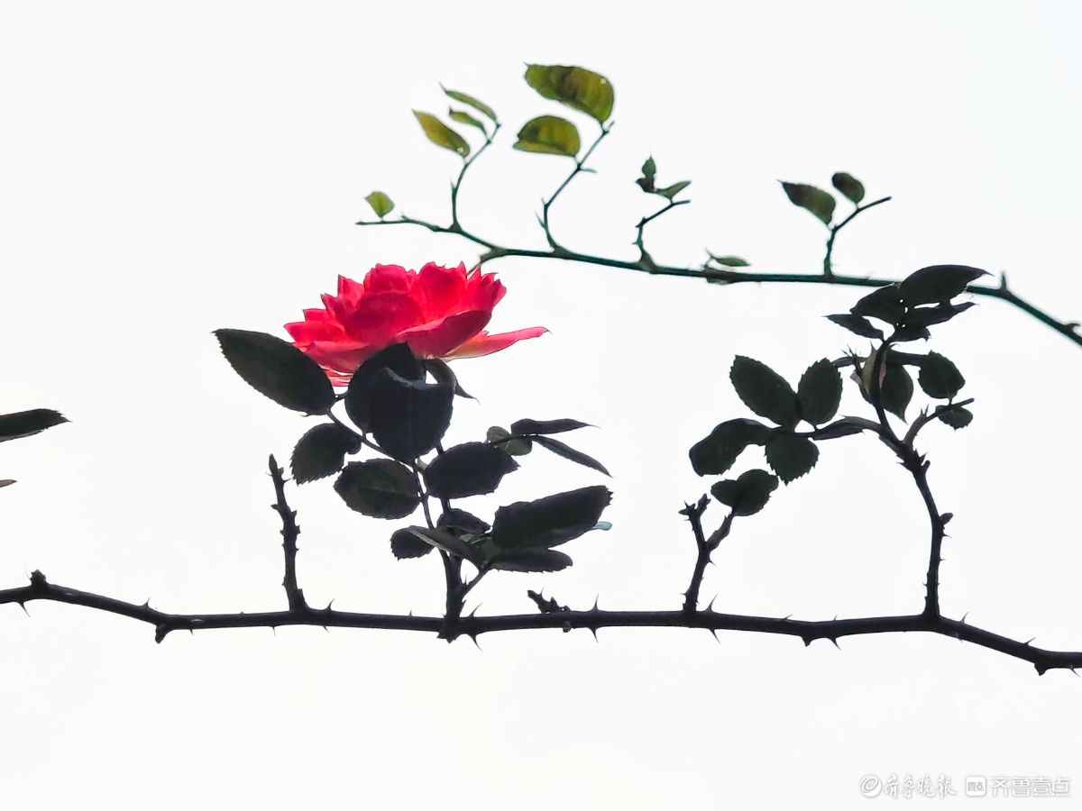 冬日里，倔强的月季傲霜绽放
