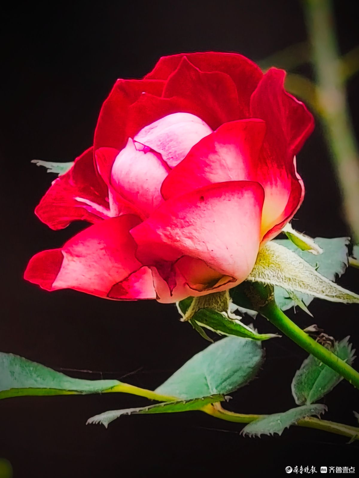 冬日里，倔强的月季傲霜绽放