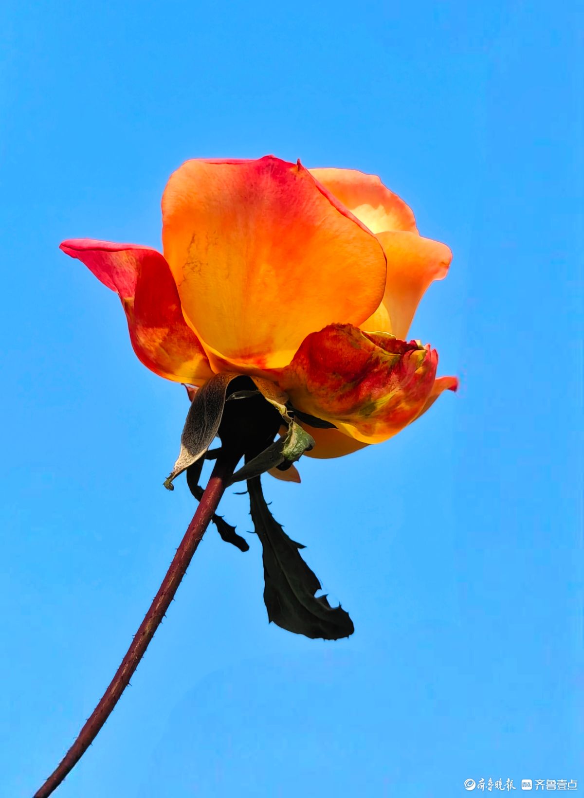 冬日里，倔强的月季傲霜绽放