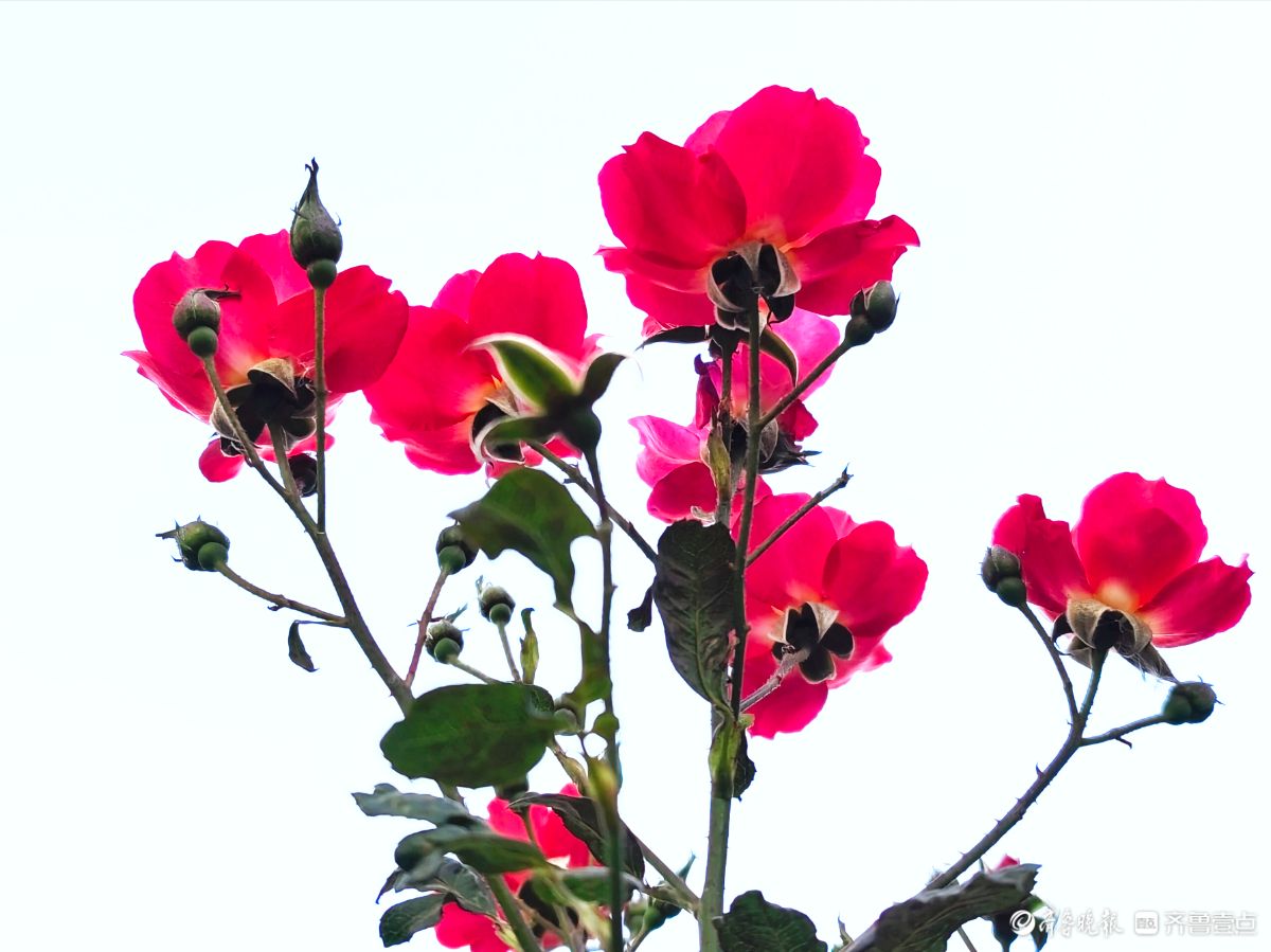 冬日里，倔强的月季傲霜绽放