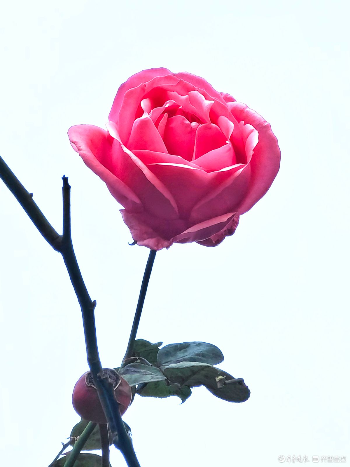 冬日里，倔强的月季傲霜绽放