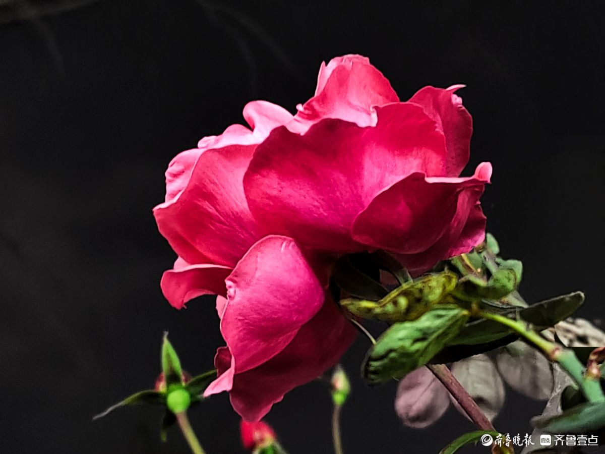 冬日里，倔强的月季傲霜绽放