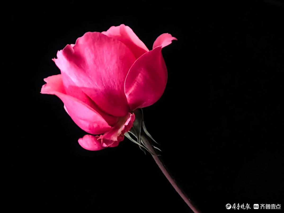 冬日里，倔强的月季傲霜绽放