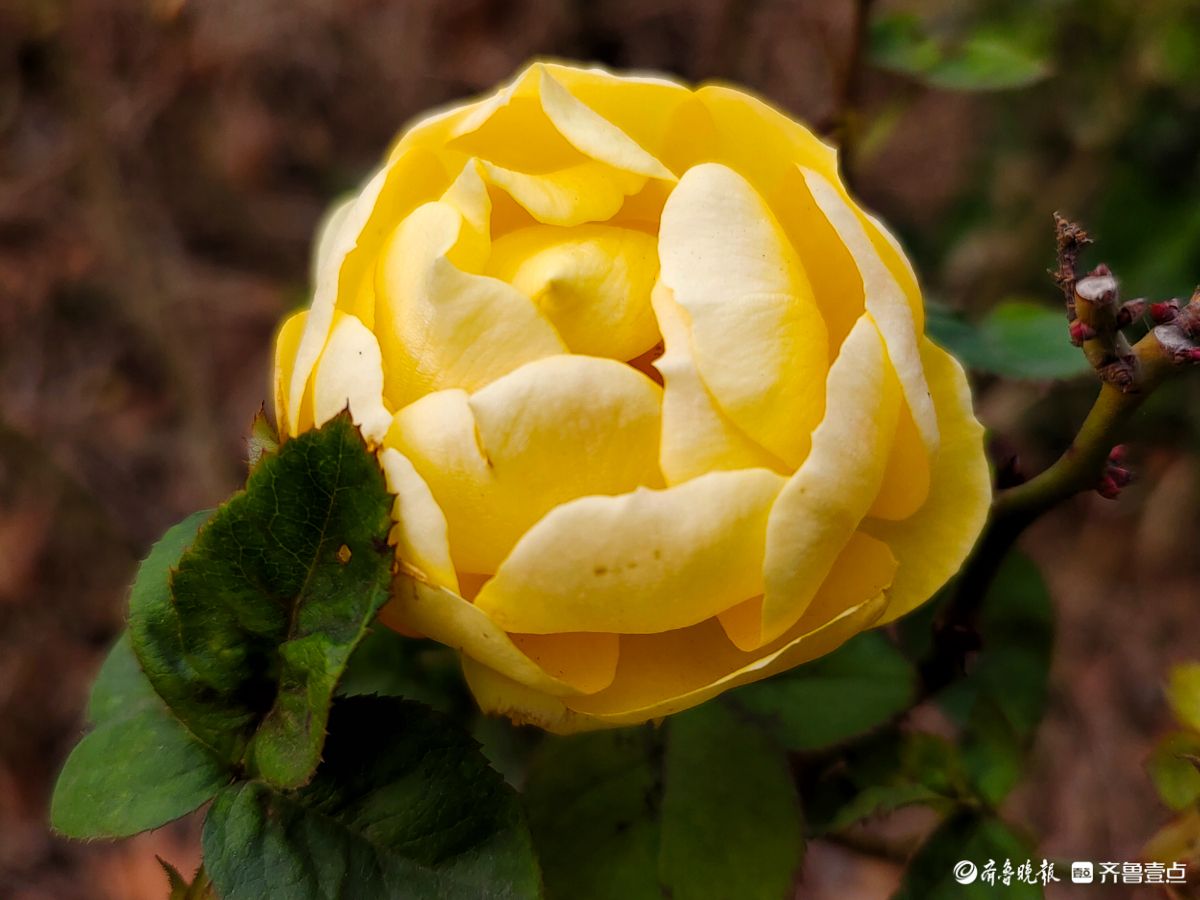 冬日里，倔强的月季傲霜绽放