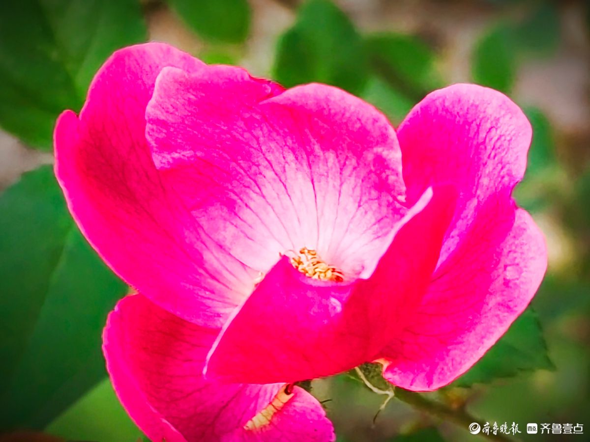 冬日里，倔强的月季傲霜绽放