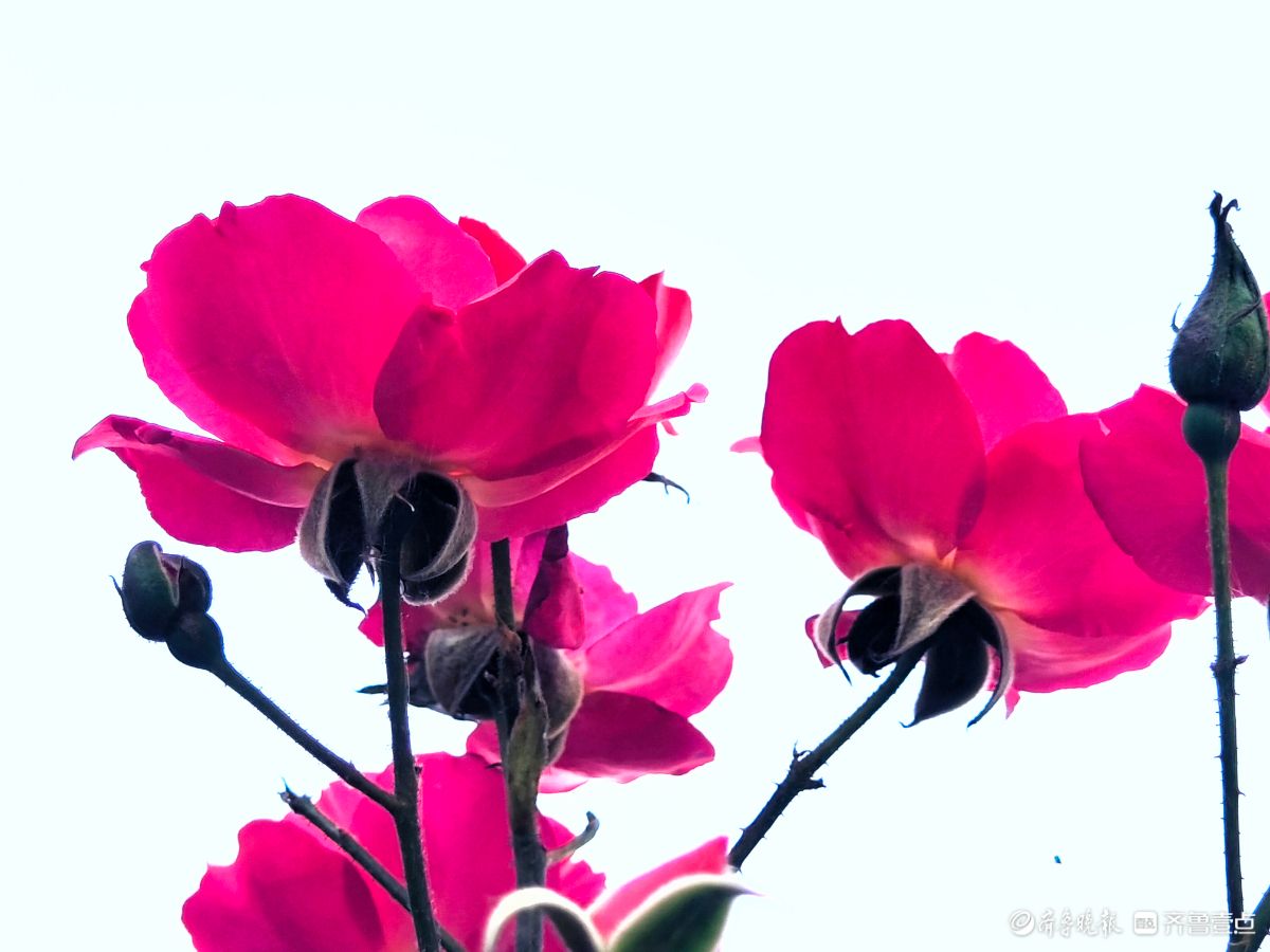 冬日里，倔强的月季傲霜绽放