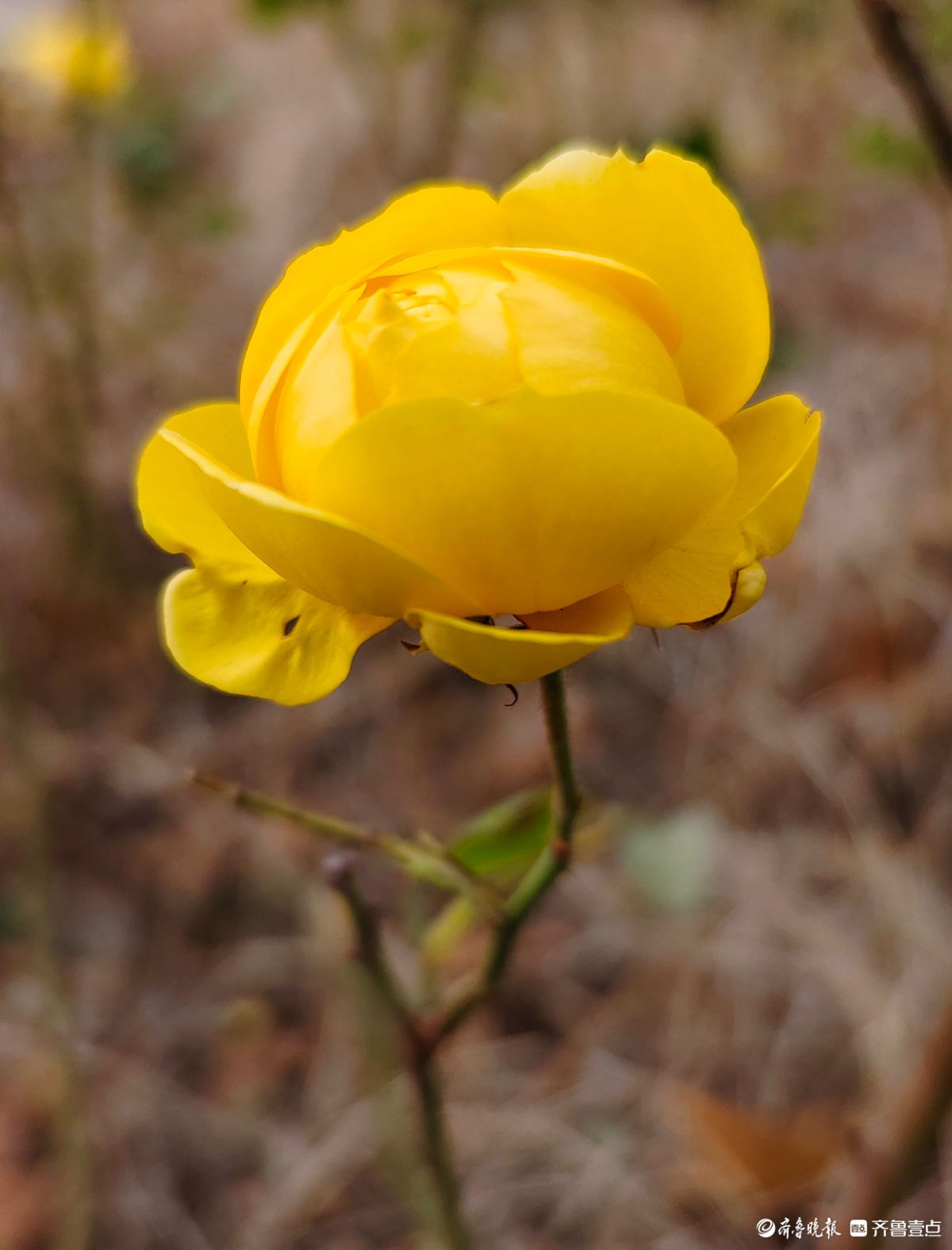 冬日里，倔强的月季傲霜绽放